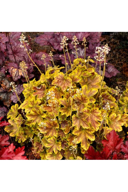 Гейхера ’Solar Eclipse’ на клумбі